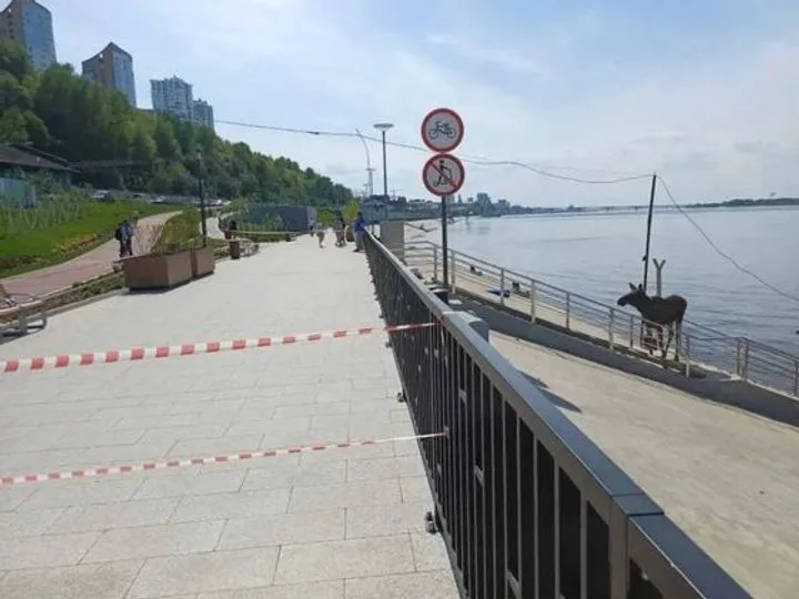 Лось-пловец шокировал Пермь: отчаянный заплыв и необычное происшествие