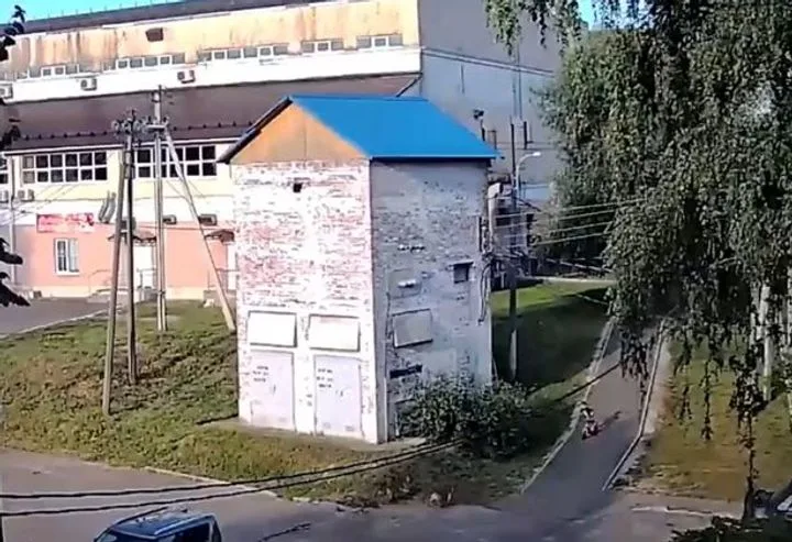 Инцидент с собаками в Подмосковье: нападение на пятилетнего мальчика