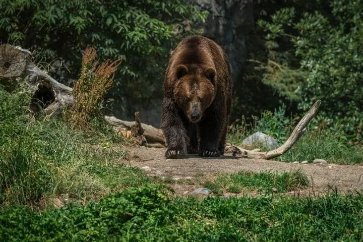 Медведь во дворе: хозяин чудом спасся